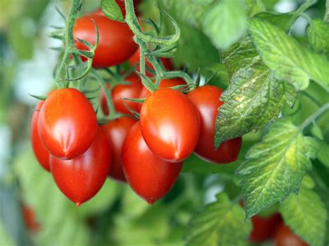 mature roma|Pictures of Roma Tomatoes: A Photo Guide